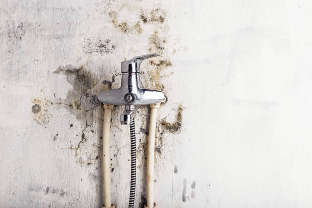 Best Black Mold Remediation in Robertsde, AL