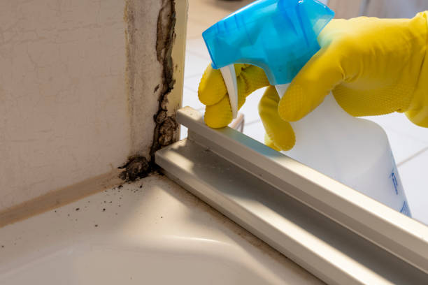 Best Basement Mold Remediation in Robertsde, AL