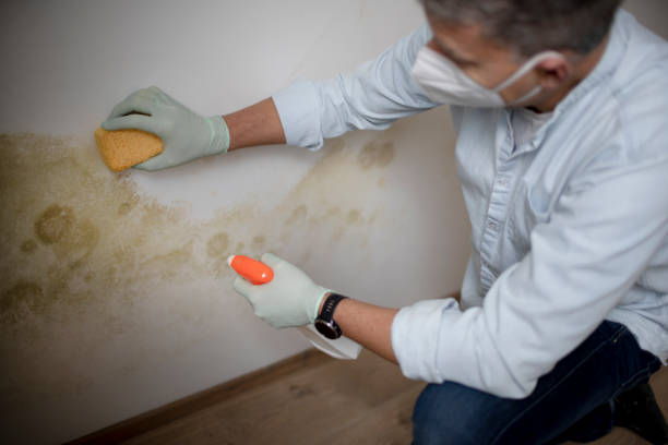 Best White Mold Remediation in Robertsde, AL