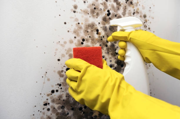 Best Mold Testing and Inspection Services in Robertsde, AL