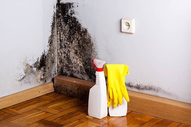 Best Commercial Mold Remediation in Robertsde, AL