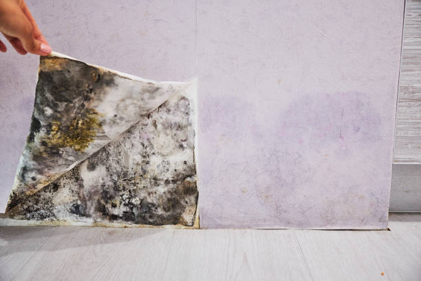 Professional Mold Remediation in Robertsdale, AL